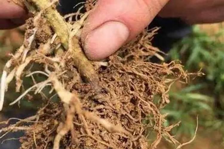 水稻缺硅要怎样施用硅肥改善？