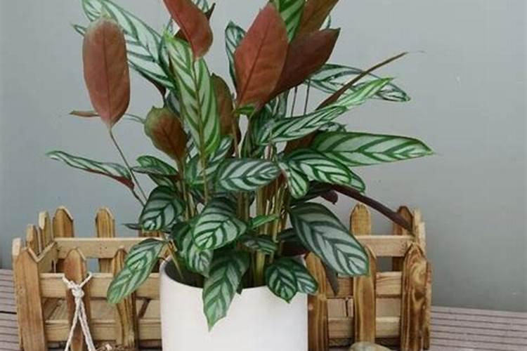 叶面肥喷后几小时下雨有效