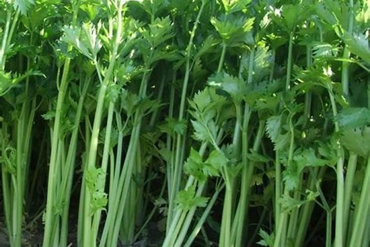 芹菜间苗后冲什么肥料