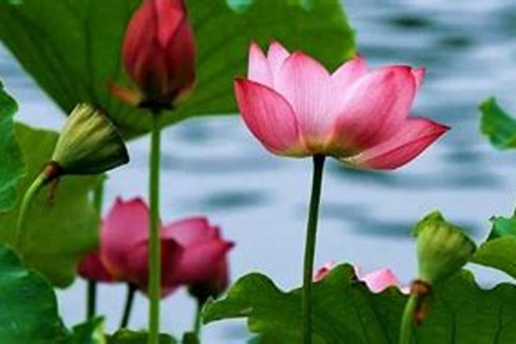 荷花需要什么肥料
