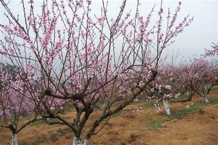 桃树追什么肥料 桃树追肥时期在什么时候