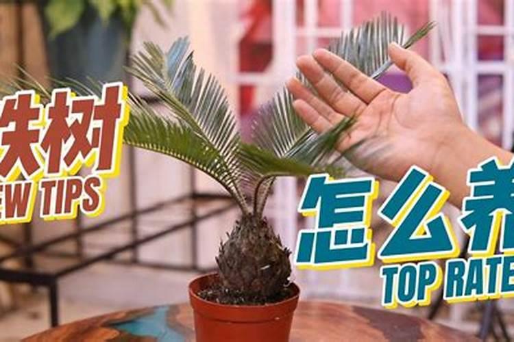 硫酸亚铁可以用来浇铁树吗