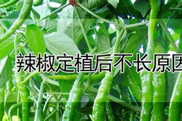 辣椒用什么叶面肥