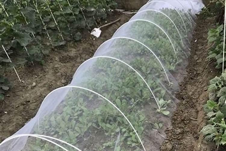 佛手瓜怎样管理可以早开花