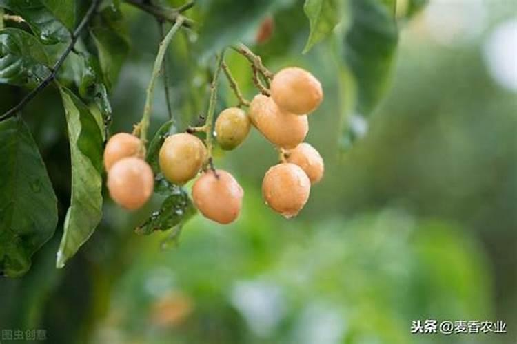 黄皮树施什么肥最好？