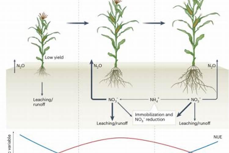 杉树种子播种的方法