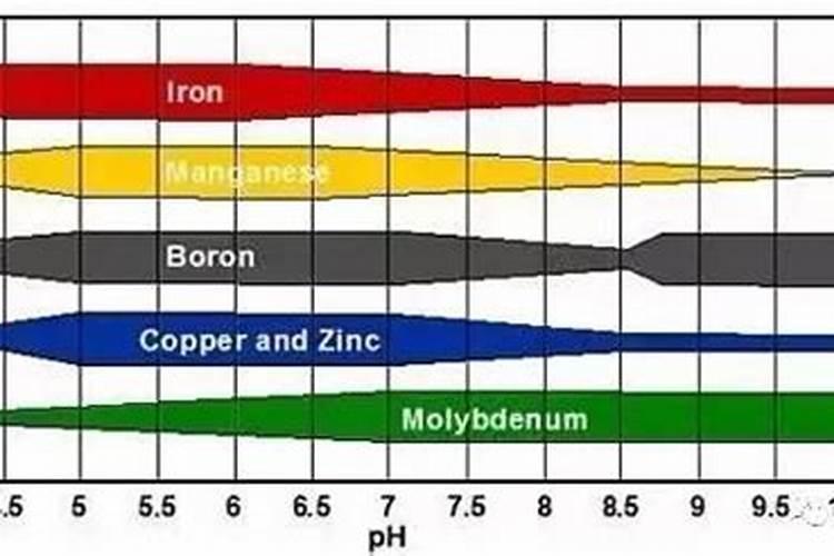 狗狗为什么会缺微量元素