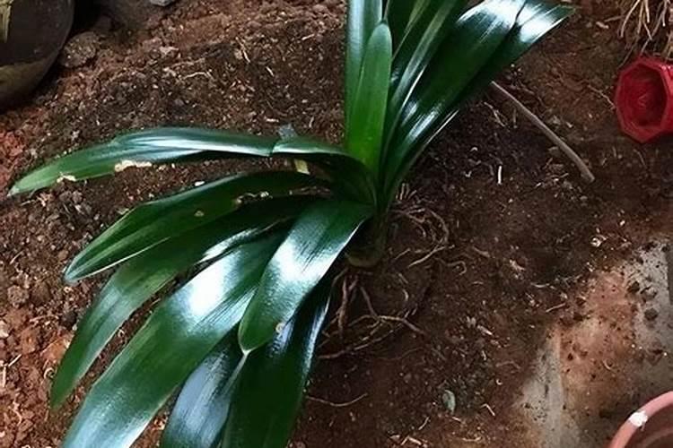 君子兰多久施一次肥最好