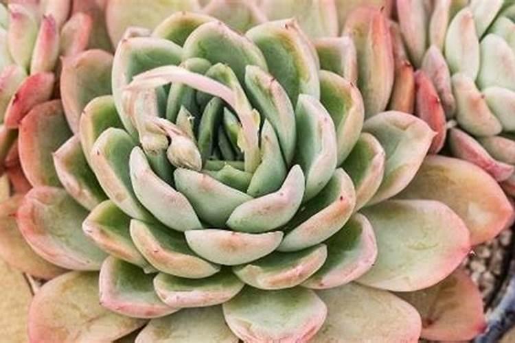 多肉植物用什么肥料养比例是多少