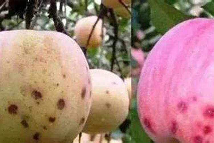 芸苔素使用技巧