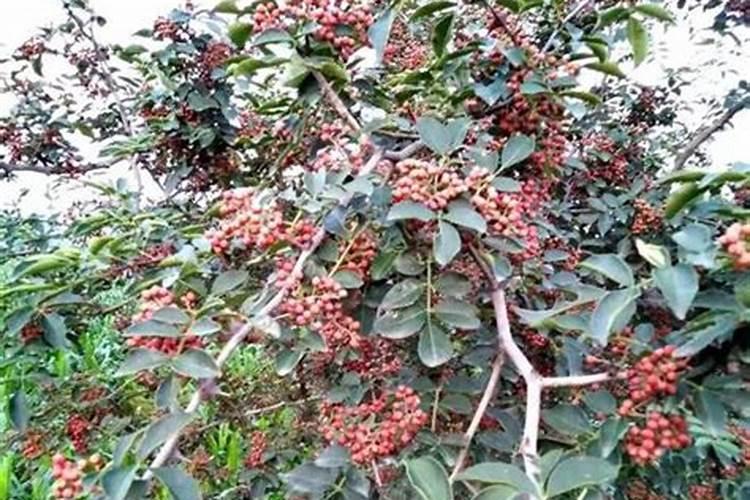 花椒树苗2个月能施肥吗？