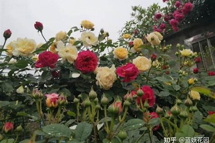 月季花如何追肥