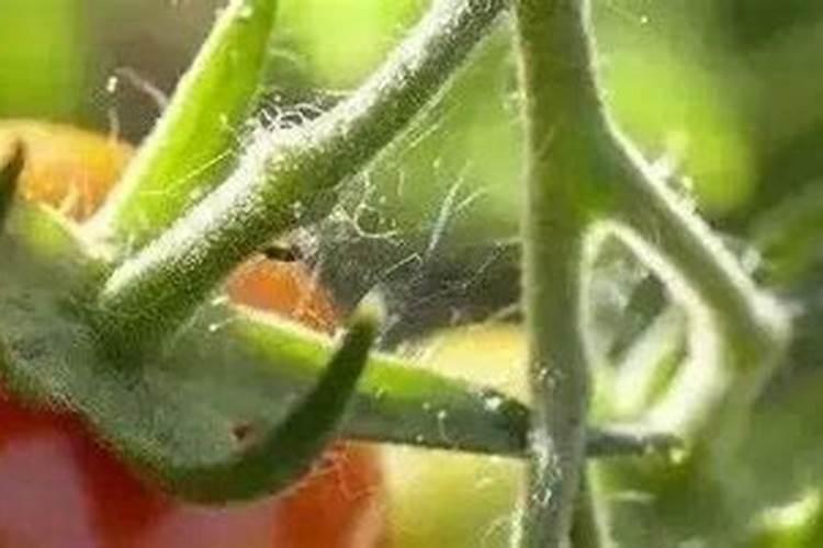 月季花怎么施肥？