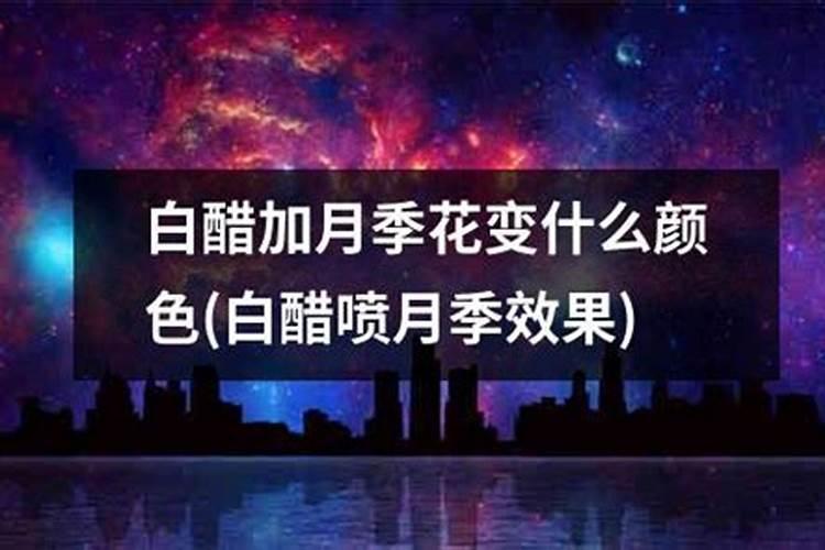月季花叶子上长有黑色斑点怎么办？