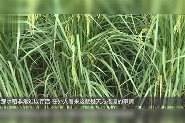 碳酶海藻鱼蛋白什么时候使用最好