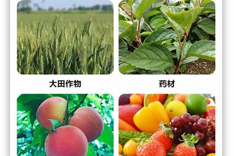 兰灵王兰花肥怎么用
