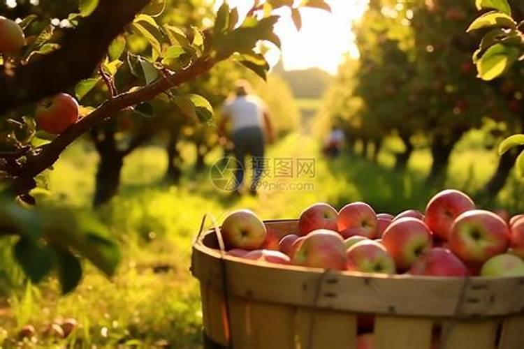 怎样进行苹果的肥水管理呢