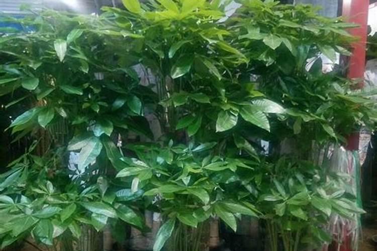 发财树施肥用什么肥料