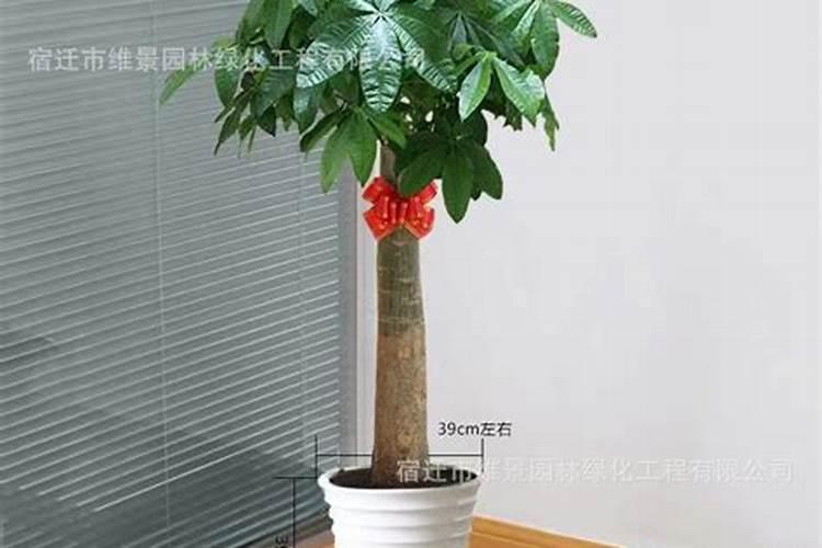 发财树浇什么肥最好