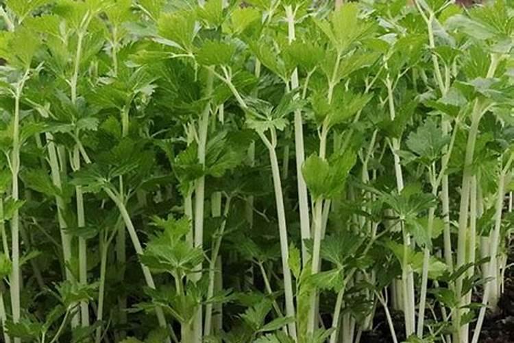 锌肥叶面喷施注意事项