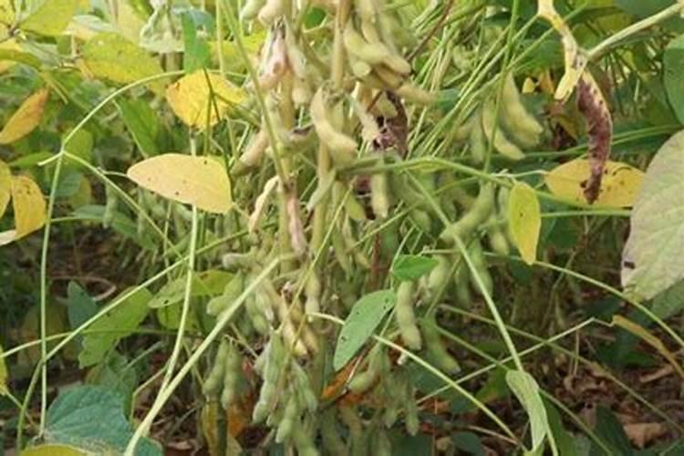 白芸豆高产方法