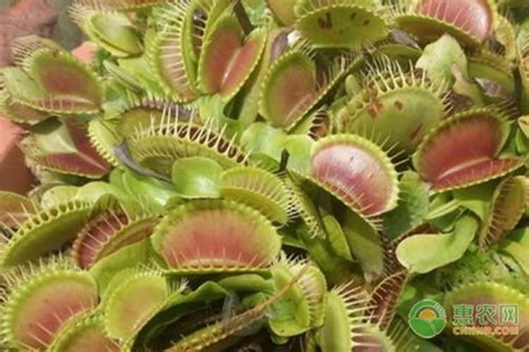 捕蝇草用什么肥料