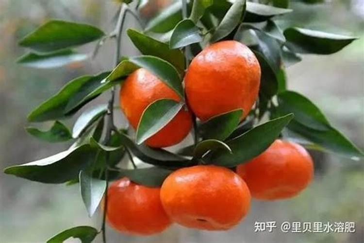 玉米田能用硫酸钾复合肥吗 可用作种肥和根外追肥