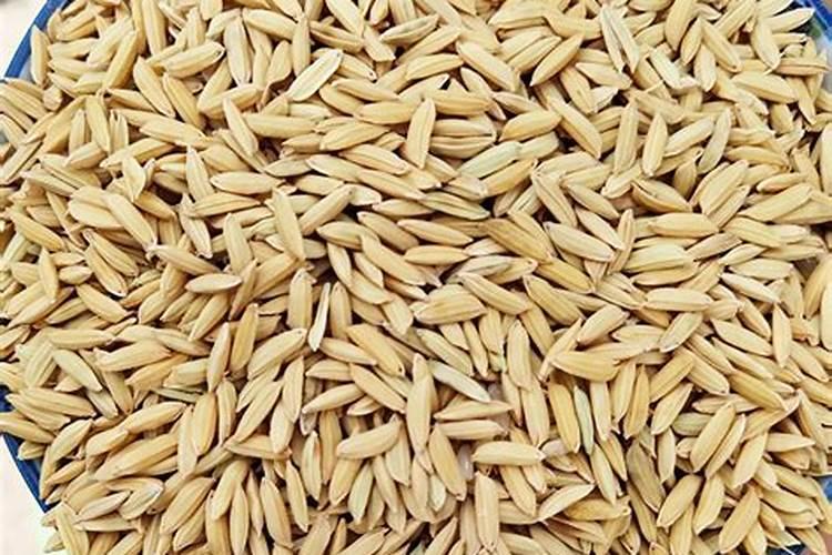 水稻吸收的养分与肥料施用量