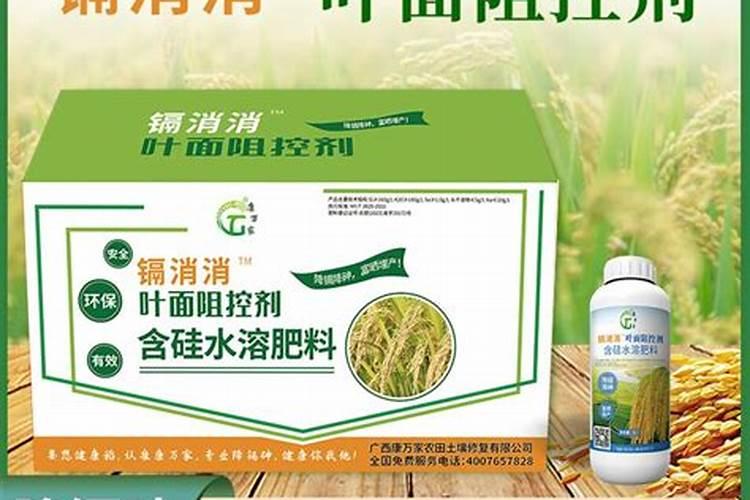 施用硅肥给你惊喜!玉米为什么要喷施硅肥,都有哪些好处？
