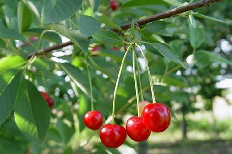 樱桃树什么季节施肥最好？？？施什么肥料？？