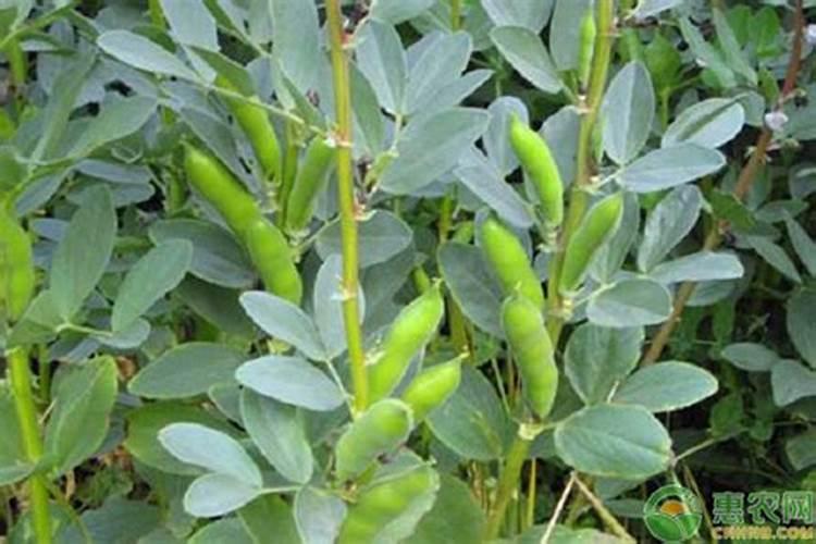 芸苔素能拌麦种吗 芸苔素可不可以拌麦种