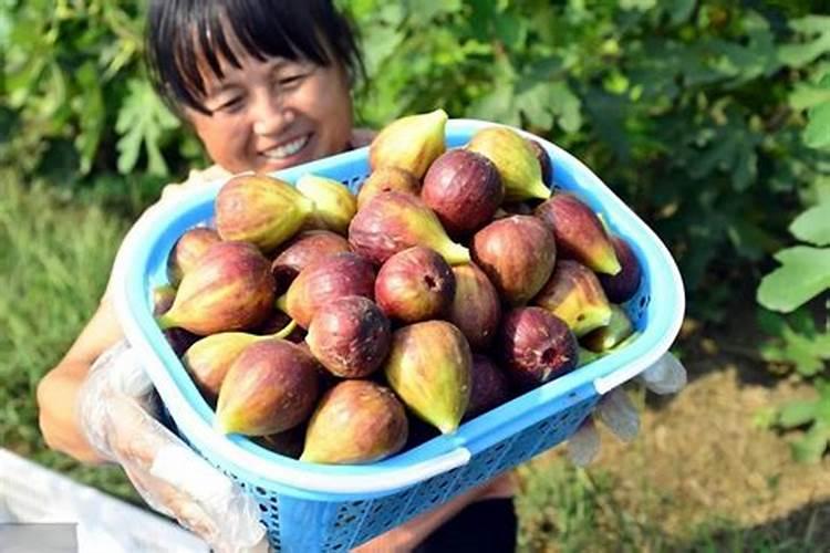 硝酸铵钙和尿素哪个好