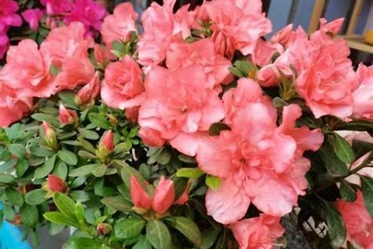 骨粉栽花怎么用