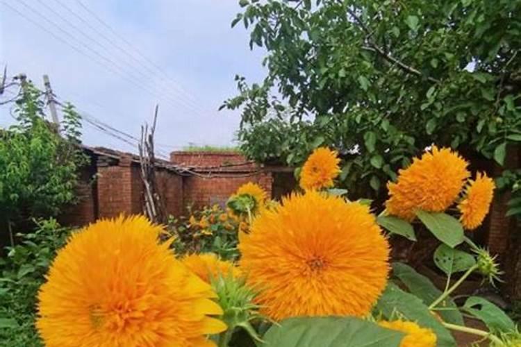 果树叶子发黄了,用什么肥料改善？