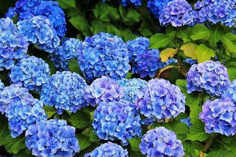 绣球花用什么肥料？