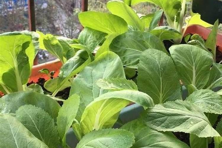 种青菜用什么肥料长得好