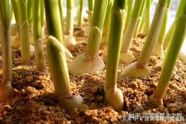 大蒜苗期用什么叶面肥