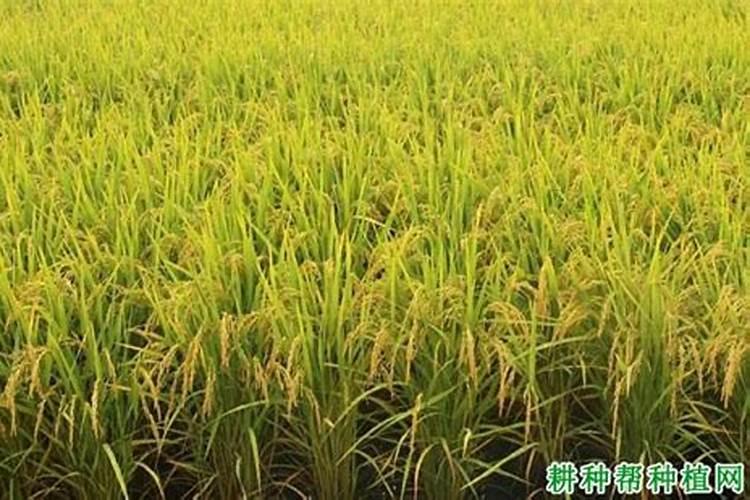 花椒树施什么肥最佳