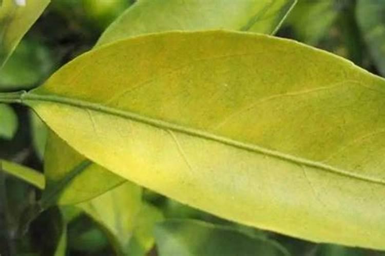 油菜种植用什么肥料比较好