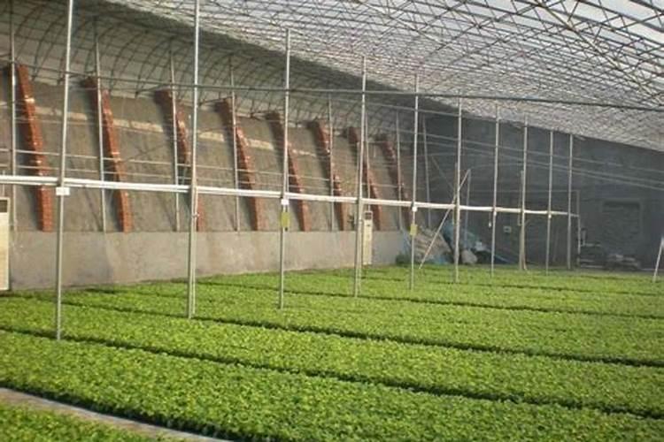 大棚种植蔬菜,很容易出现肥害,都有哪些肥害呢？