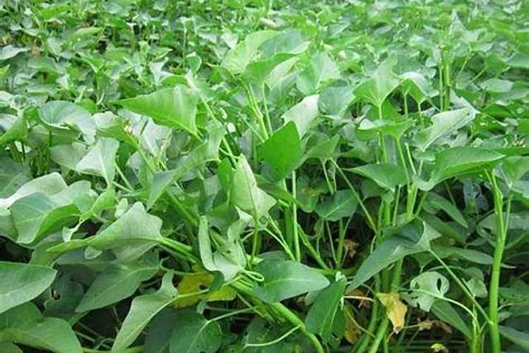 空心菜用什么叶肥好