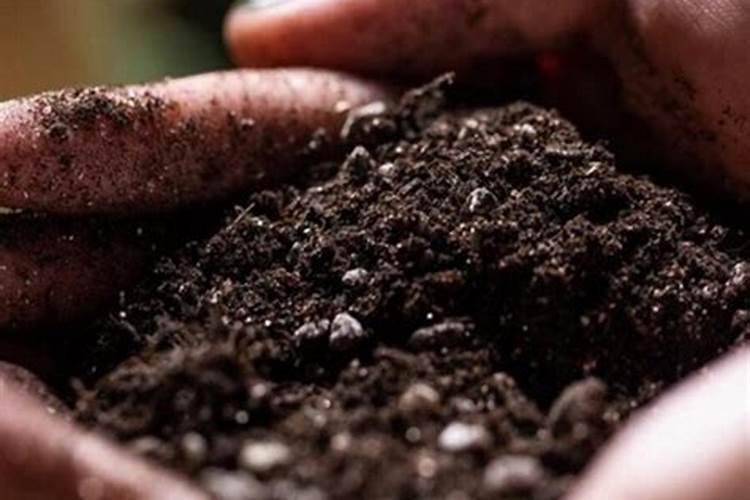 在养花时如何使用磷肥