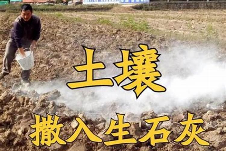 钙肥有哪些