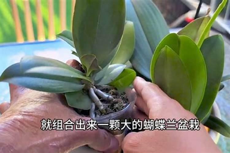蝴蝶兰如何施肥？