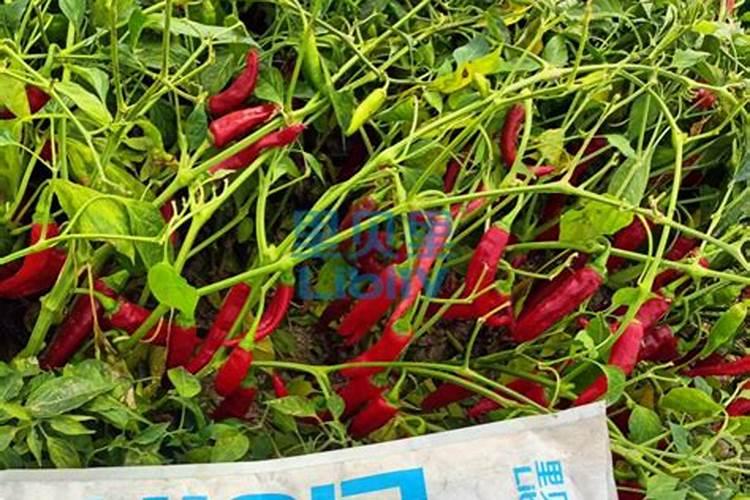 辣椒种植怎样用水溶肥