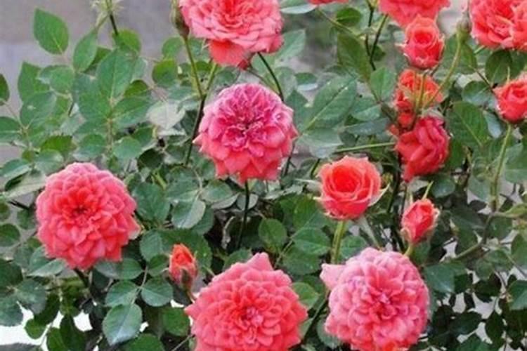 月季花和玫瑰花怎么养护