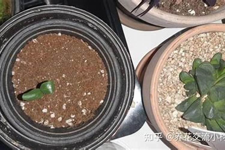 磷肥和钾肥混着用好吗