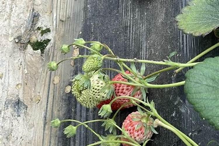 西瓜育苗期用什么水溶肥料能促进苗快速生长？