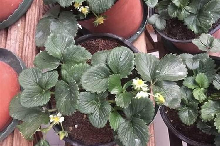 阳台种植草莓的方法步骤 阳台如何种植草莓