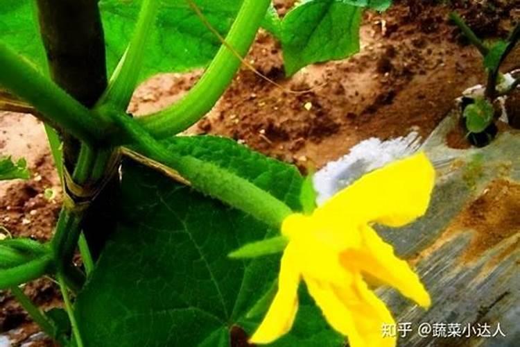 黄瓜坐果期施什么肥料